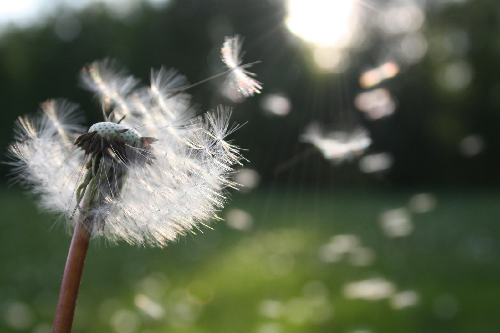 Pollen in the wind