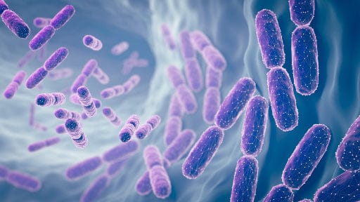 What's inside Better Gut: The six probiotic strains explained