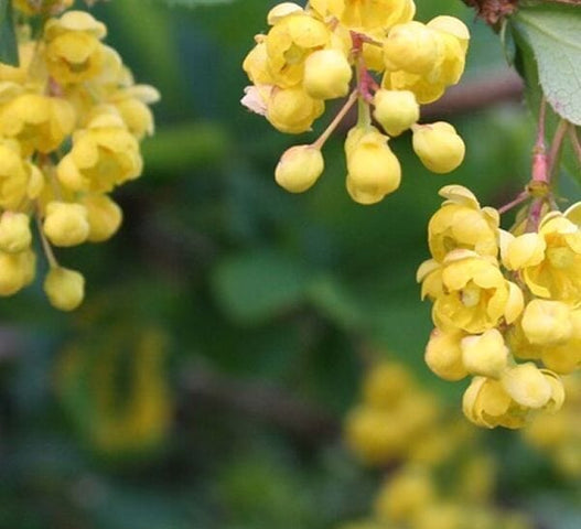 Berberine and menopause: A natural ally for weight management