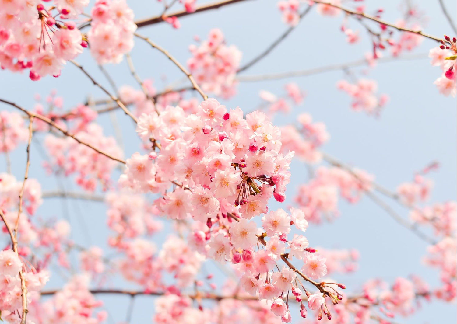 pink blossom tree