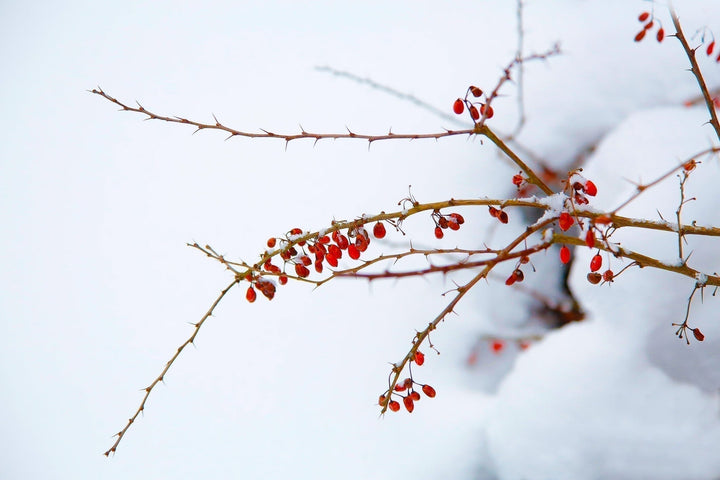 January reset: How berberine can help with menopause weight gain