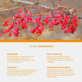 Better Metabolism The Better Menopause 
