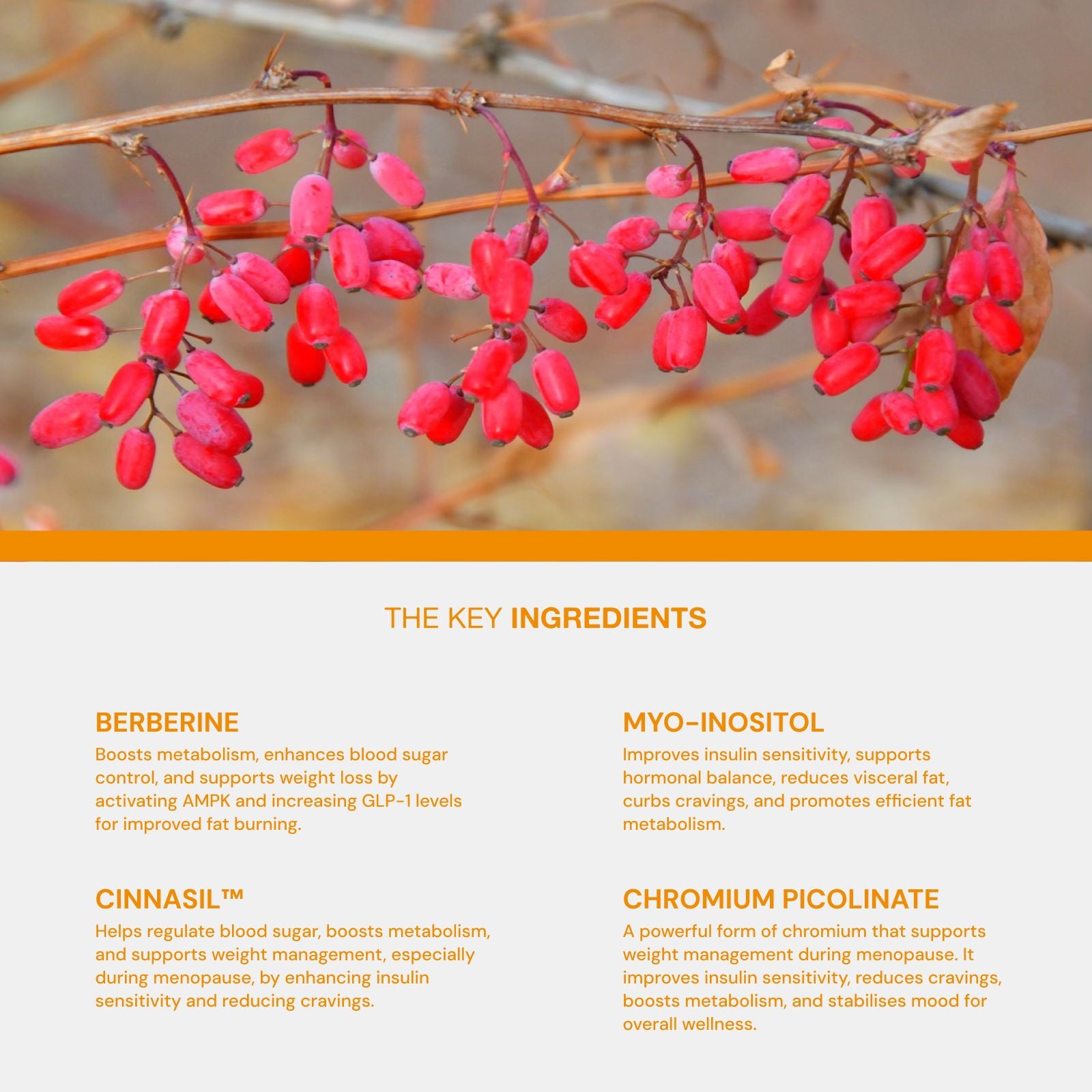Better Metabolism The Better Menopause 