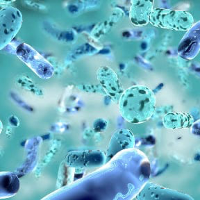 Microscopic view of bacteria on a blue background