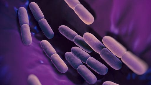 Bacterial cells shown in a stylized, purple-hued illustration.
